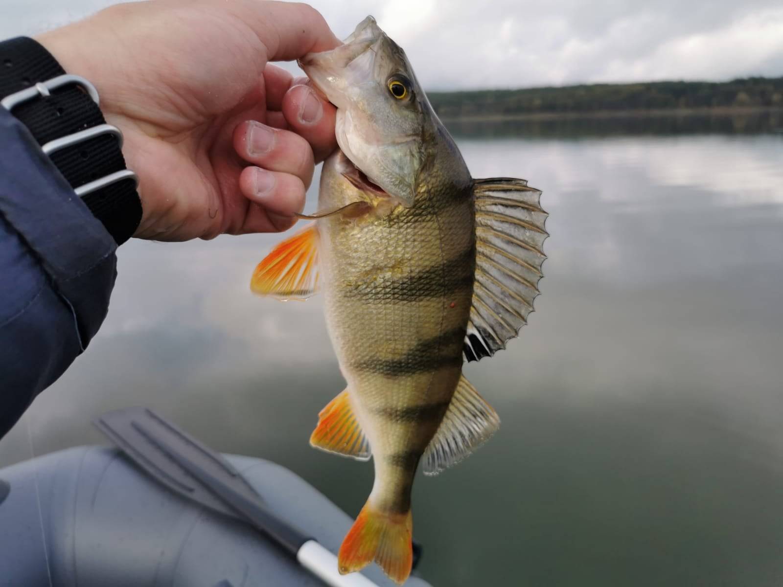 Best Fishing Rigs & Techniques for Yellow Bass